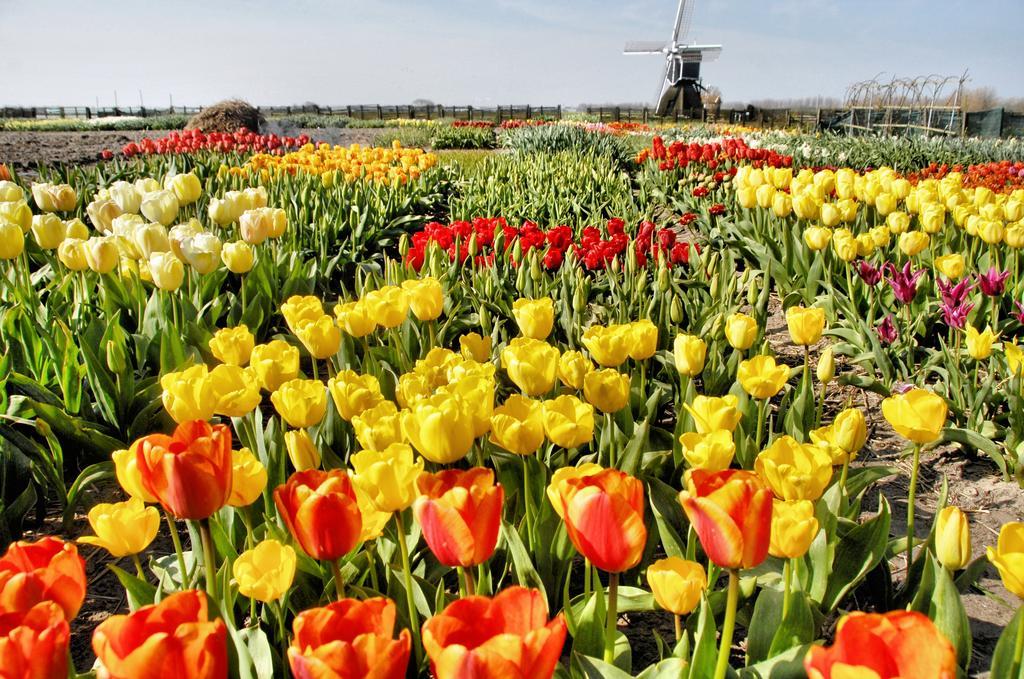 Buitenplaats Witte Raaf Aan Zee Noordwijk Εξωτερικό φωτογραφία